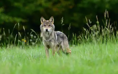 Der Wolf
