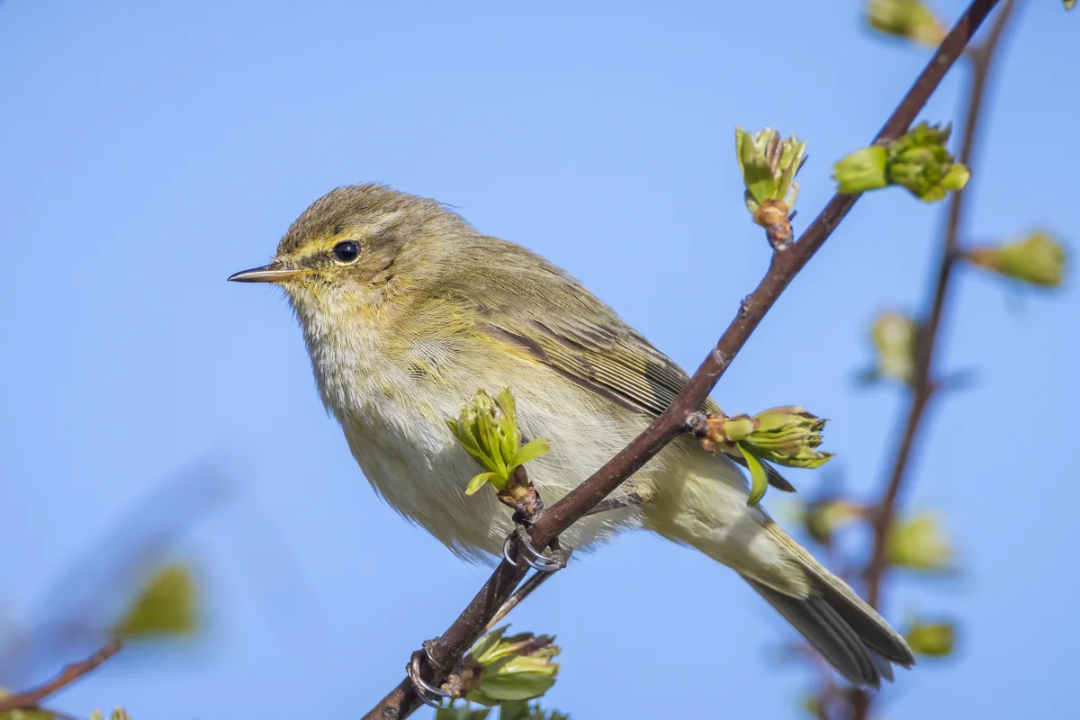 Zilpzalp Gesang – Vögel in Europa