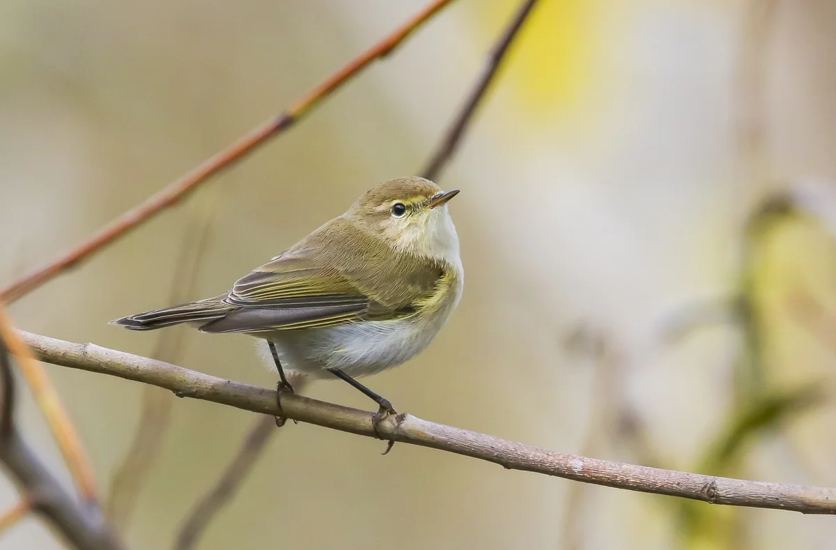 Zilpzalp Ruf – Vögel in Europa